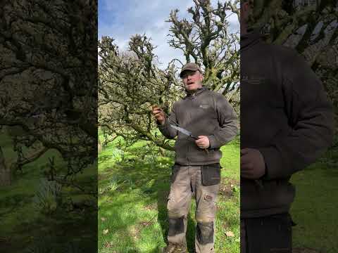 Winter Pruning Apple Trees! Part 1