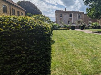 best trees for hedges