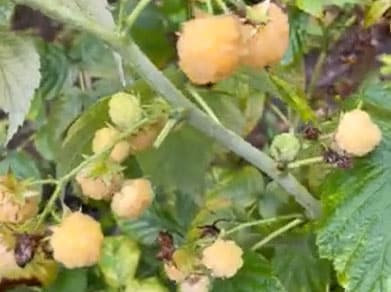 autumn-fruiting-raspberries
