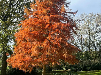 autumn-pruning