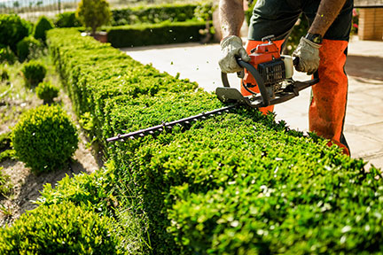 Gardener cutting hedge with hedge cutter