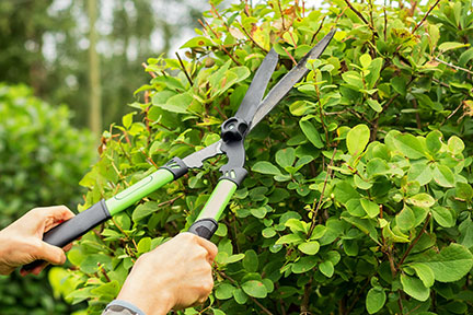 Someone pruning bushes with shears