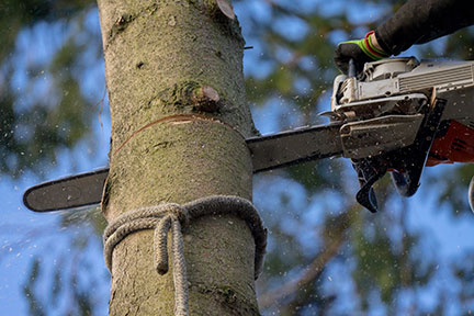 Someone cutting down a tree with a chain saw