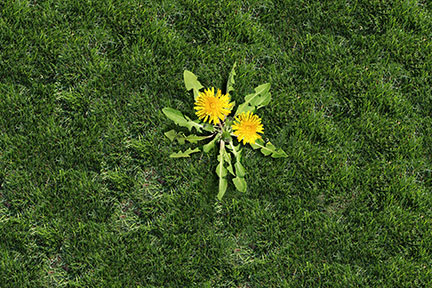 Dandelion weed in the grass